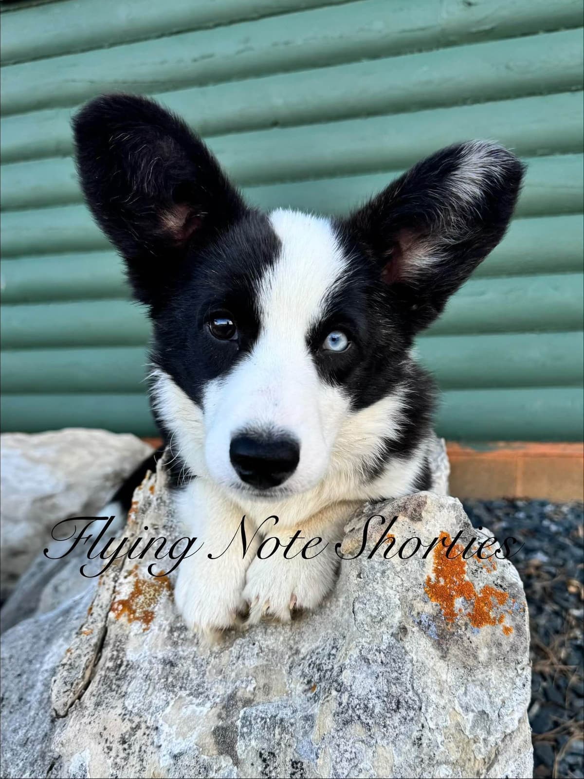 Fluffy pending, Pembroke Welsh Corgi Puppies with tails breeder image 5