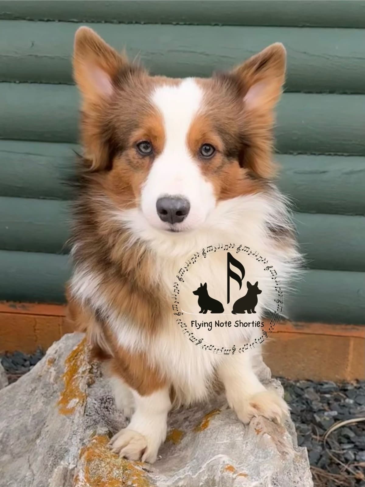 Fluffy pending, Pembroke Welsh Corgi Puppies with tails breeder image 6