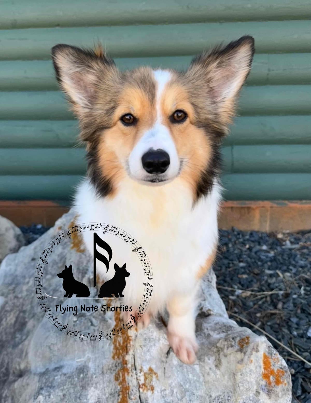 Fluffy pending, Pembroke Welsh Corgi Puppies with tails breeder image 7