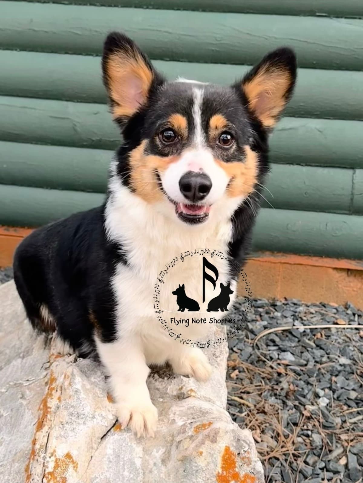 Fluffy pending, Pembroke Welsh Corgi Puppies with tails breeder image 8