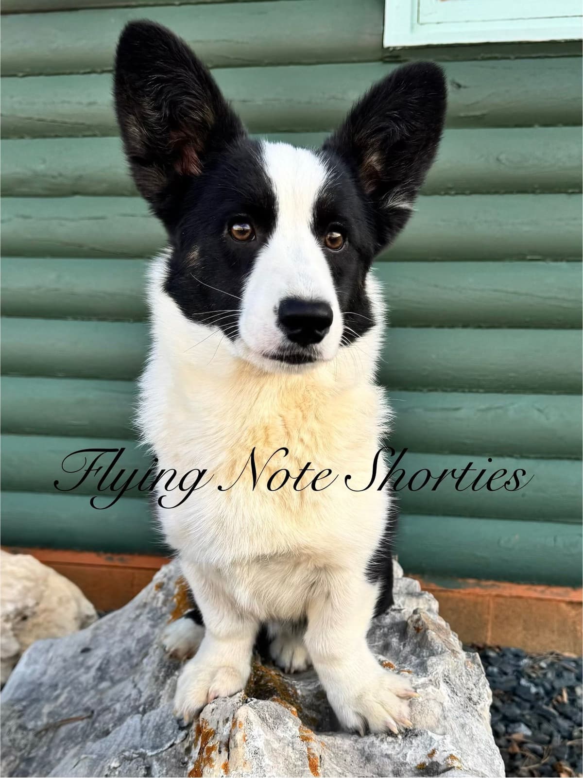 Fluffy pending, Pembroke Welsh Corgi Puppies with tails breeder image 9