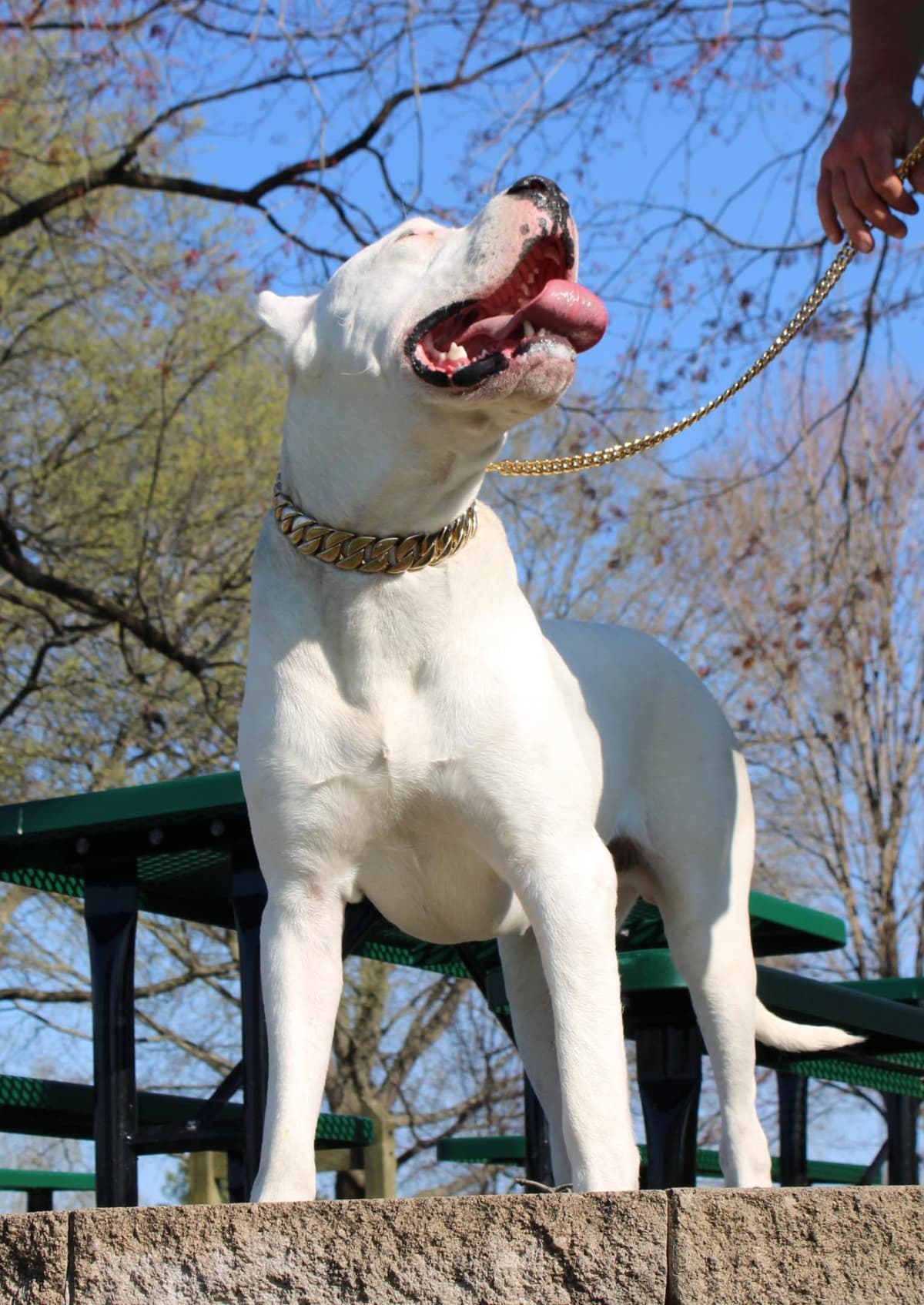 Dogo Argentino Puppies breeder image 1