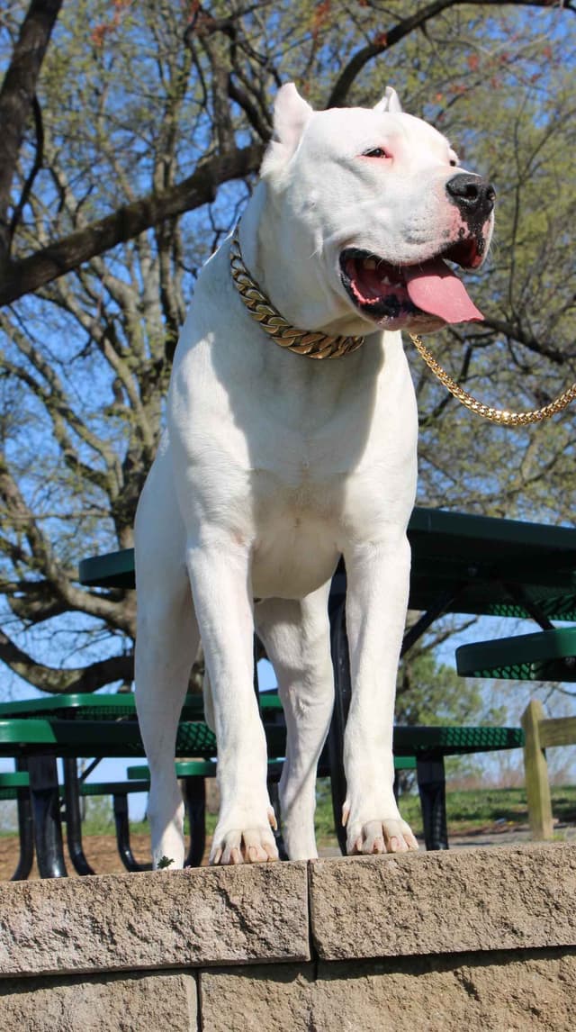Dogo Argentino Puppies media 3