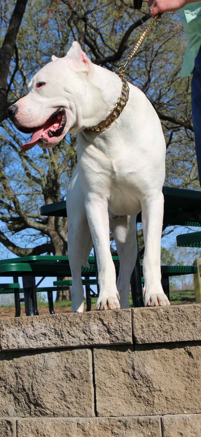Dogo Argentino Puppies media 5