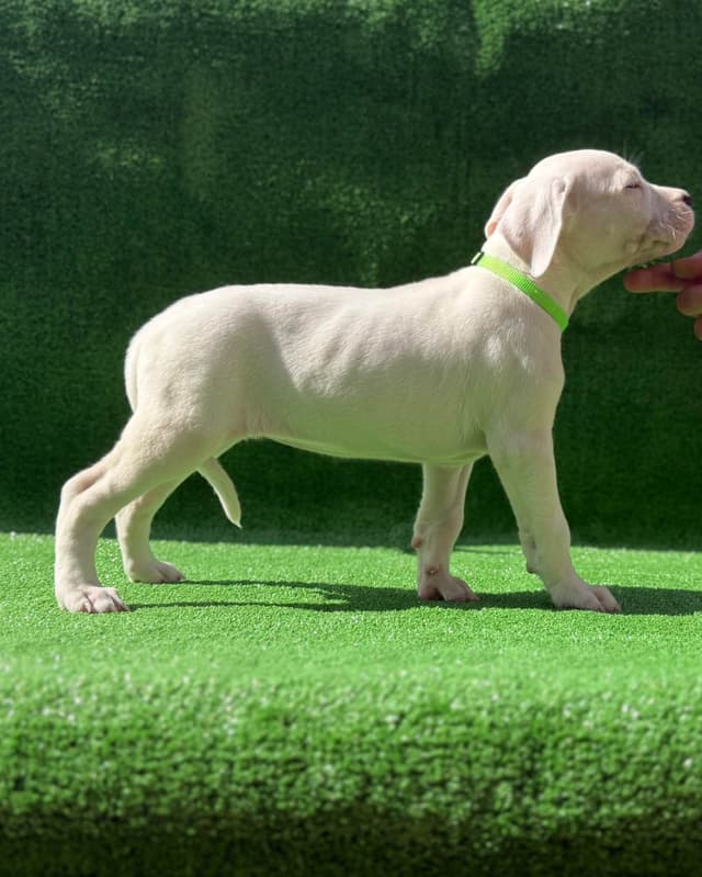Dogo Argentino Puppies media 11