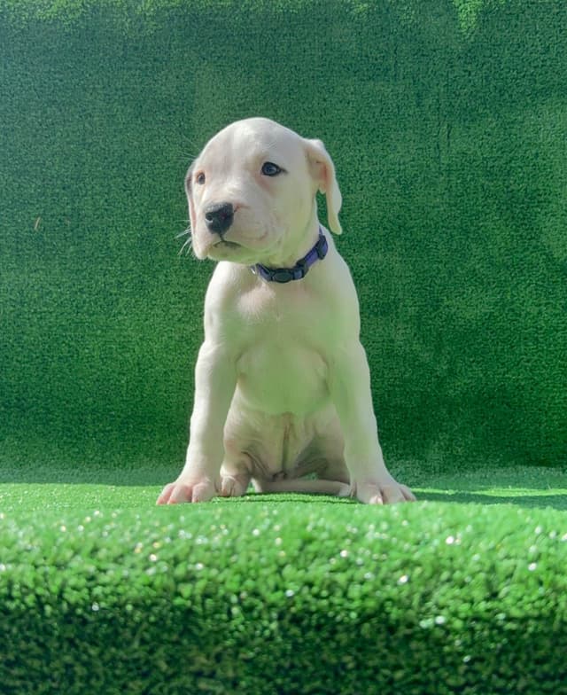 Dogo Argentino Puppies media 19