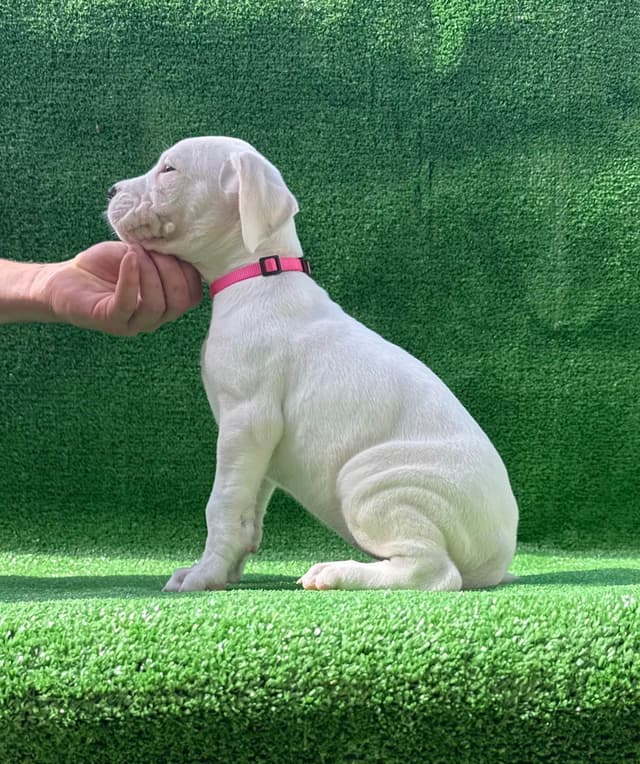 Dogo Argentino Puppies media 14