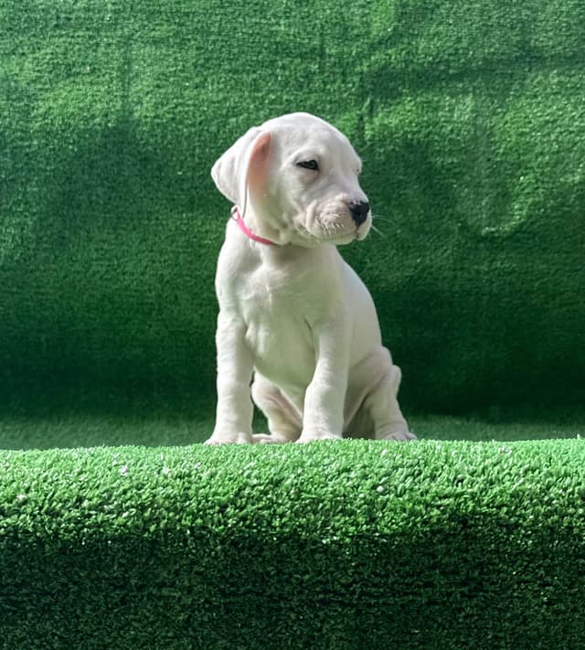 Dogo Argentino Puppies media 17