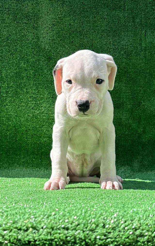 Dogo Argentino Puppies media 15