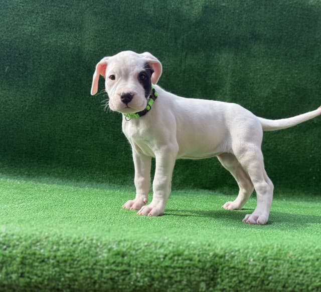 Dogo Argentino Puppies media 12