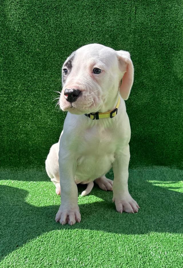 Dogo Argentino Puppies media 9