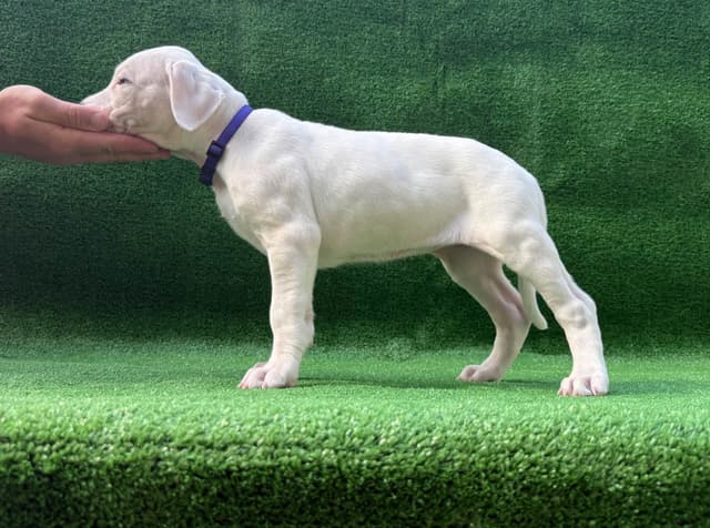 Dogo Argentino Puppies media 18