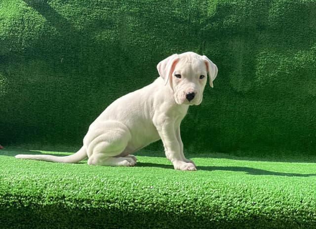 Dogo Argentino Puppies media 16