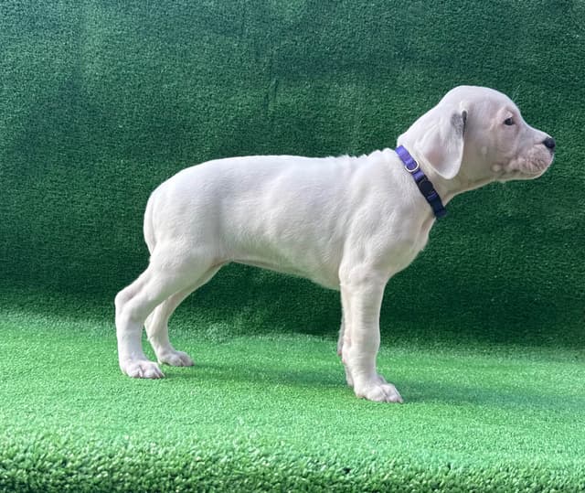 Dogo Argentino Puppies media 20