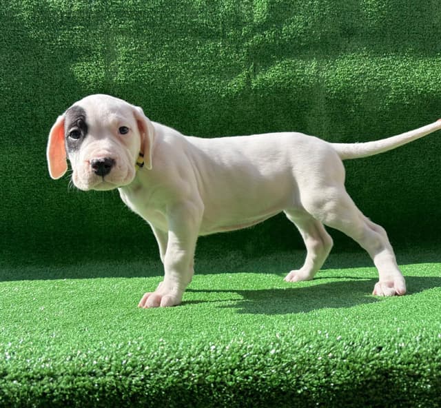 Dogo Argentino Puppies media 10