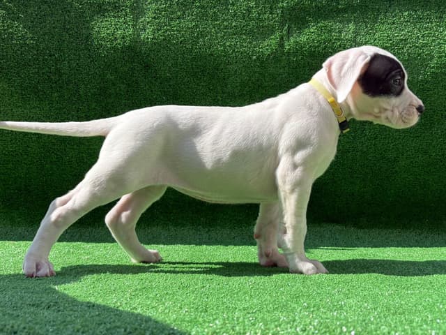 Dogo Argentino Puppies media 8