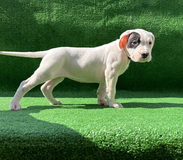 Dogo Argentino Puppies media 7
