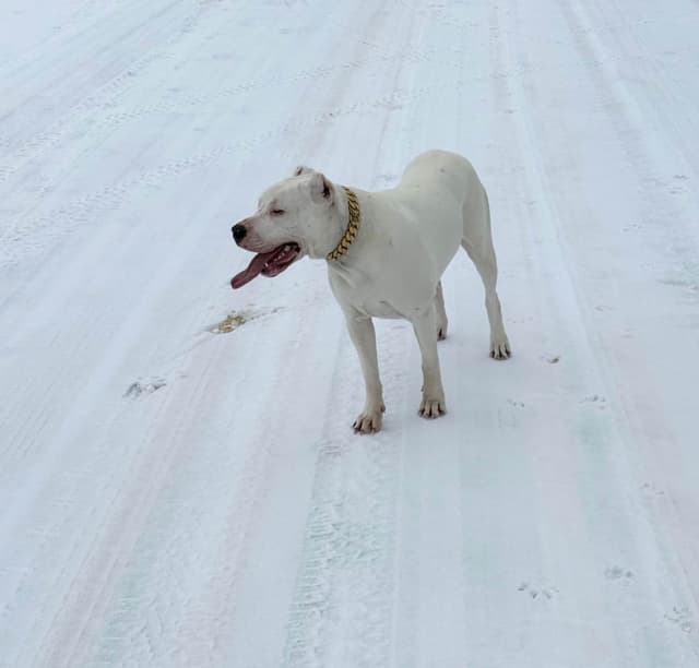Dogo Argentino Puppies media 4
