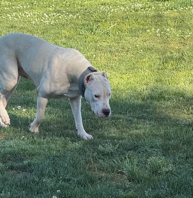 Dogo Argentino Puppies media 6