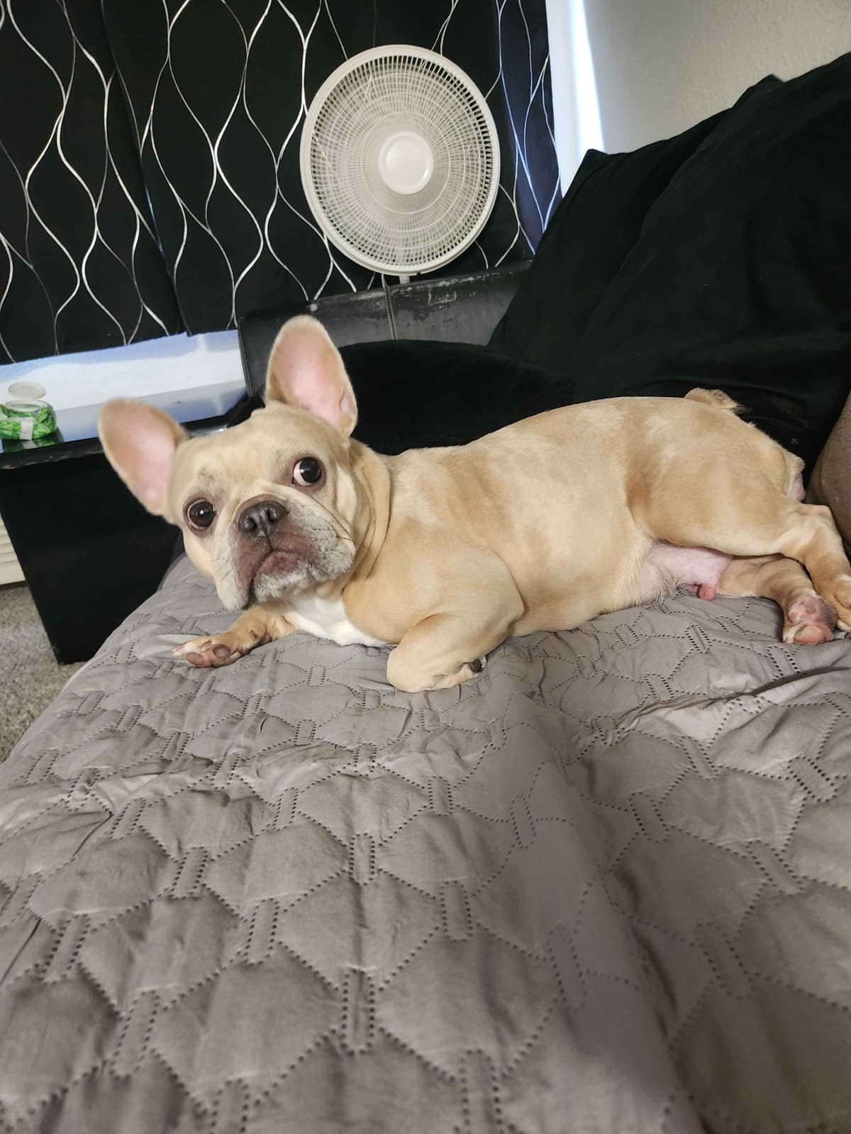 French bulldogs - (fluffy big ropes) breeder image 2