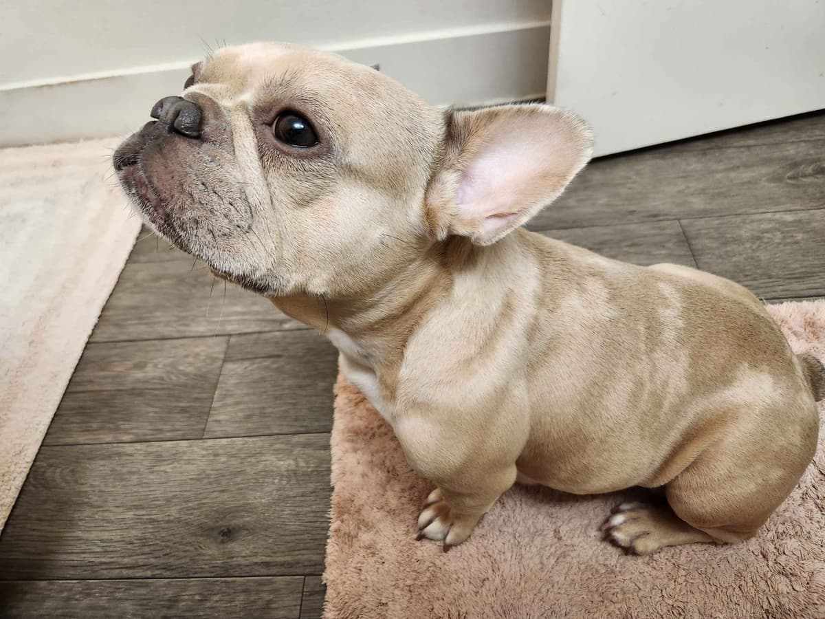 French bulldogs - (fluffy big ropes) breeder image 1