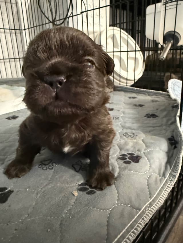 French bulldogs - (fluffy big ropes) media 2