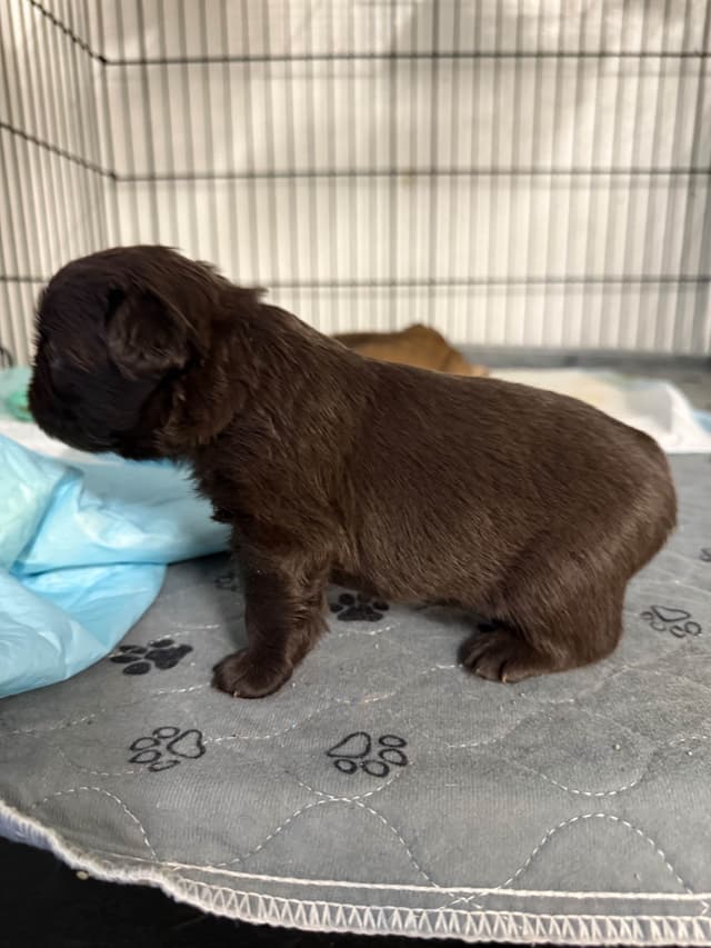 French bulldogs - (fluffy big ropes) media 3