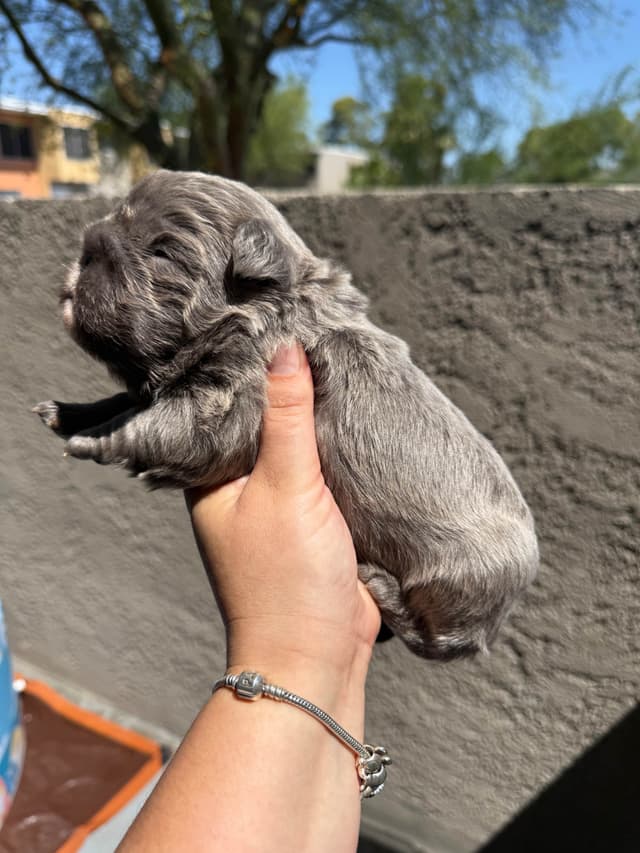 French bulldogs - (fluffy big ropes) media 9