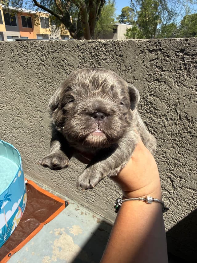 French bulldogs - (fluffy big ropes) media 7
