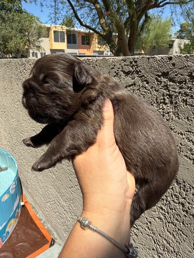 French bulldogs - (fluffy big ropes) media 6
