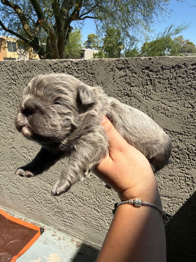 French bulldogs - (fluffy big ropes) media 10