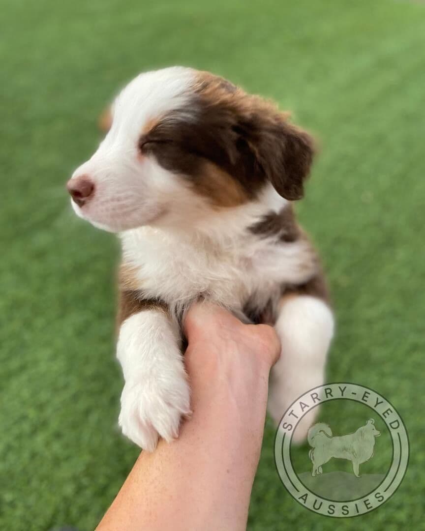 Portuguese Water Dog Puppies seeking AZ & CA homes! breeder image 1