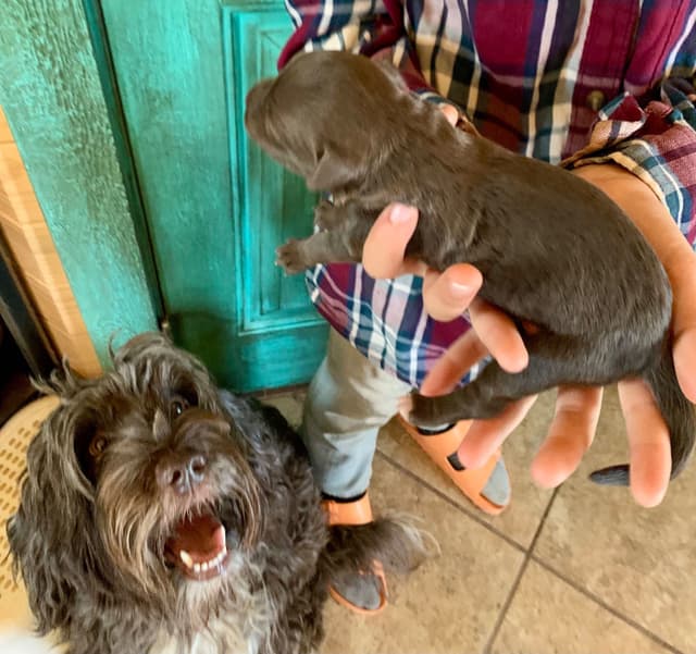 Portuguese Water Dog Puppies seeking AZ & CA homes! media 20