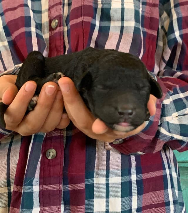 Portuguese Water Dog Puppies seeking AZ & CA homes! media 18