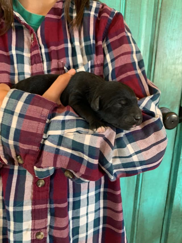 Portuguese Water Dog Puppies seeking AZ & CA homes! media 19