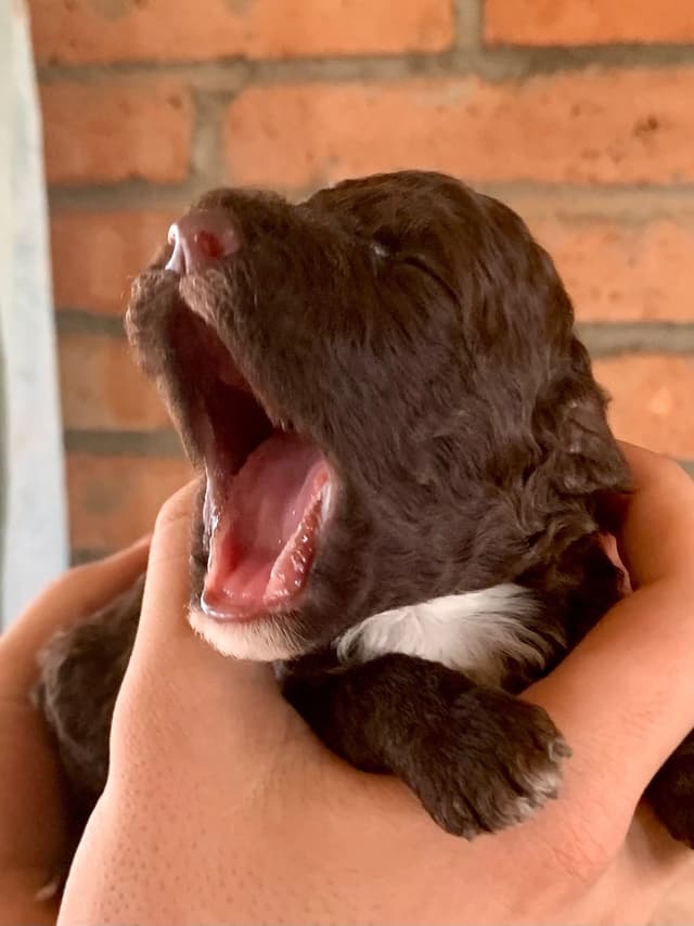 Portuguese Water Dog Puppies seeking AZ & CA homes! media 12