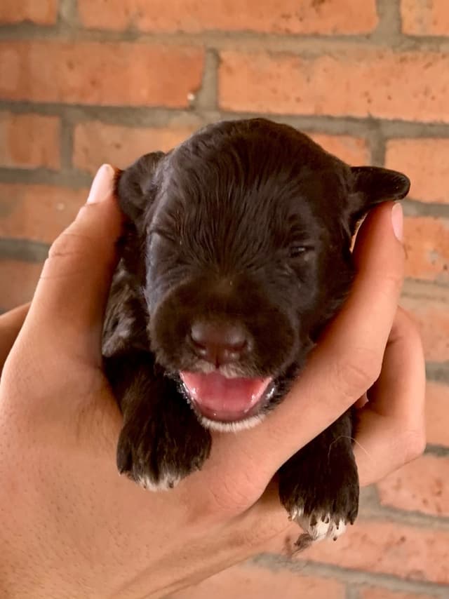 Portuguese Water Dog Puppies seeking AZ & CA homes! media 13