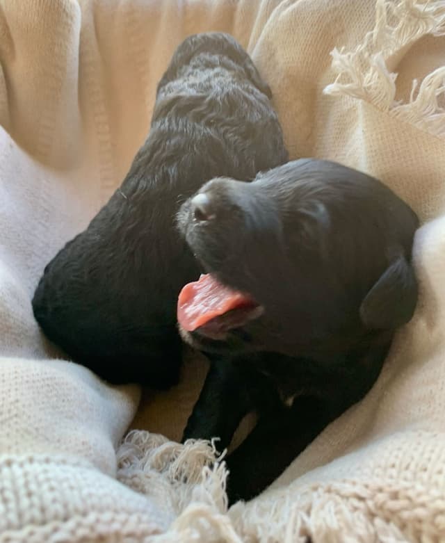 Portuguese Water Dog Puppies seeking AZ & CA homes! media 15