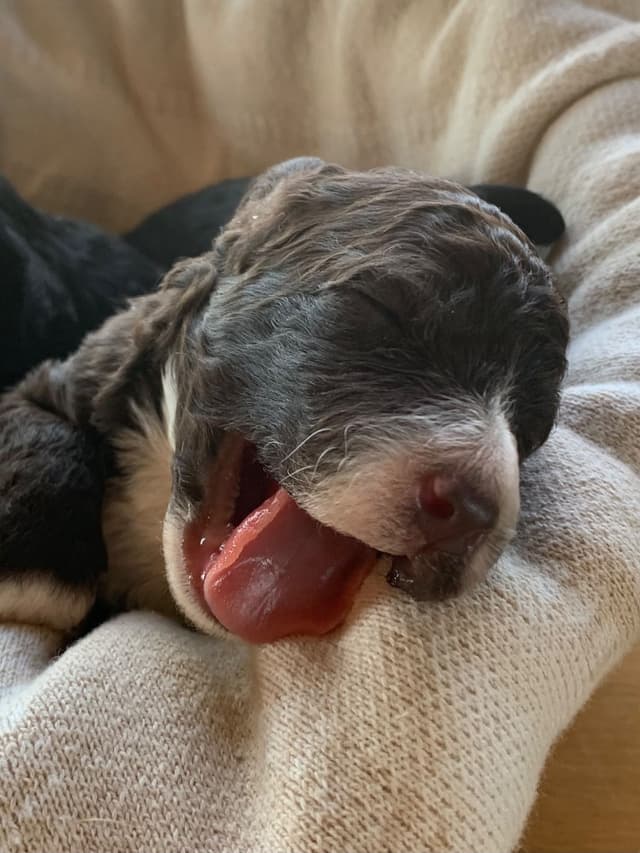 Portuguese Water Dog Puppies seeking AZ & CA homes! media 16