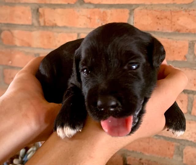 Portuguese Water Dog Puppies seeking AZ & CA homes! media 9