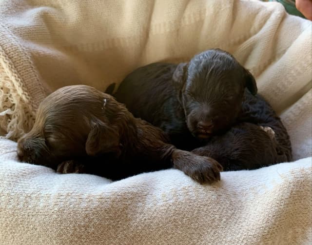 Portuguese Water Dog Puppies seeking AZ & CA homes! media 14