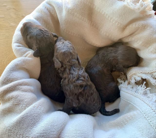 Portuguese Water Dog Puppies seeking AZ & CA homes! media 10