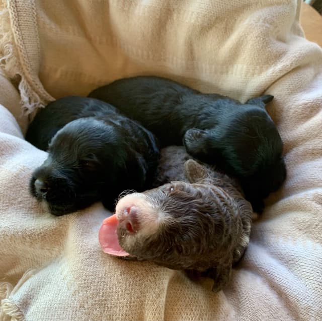Portuguese Water Dog Puppies seeking AZ & CA homes! media 17