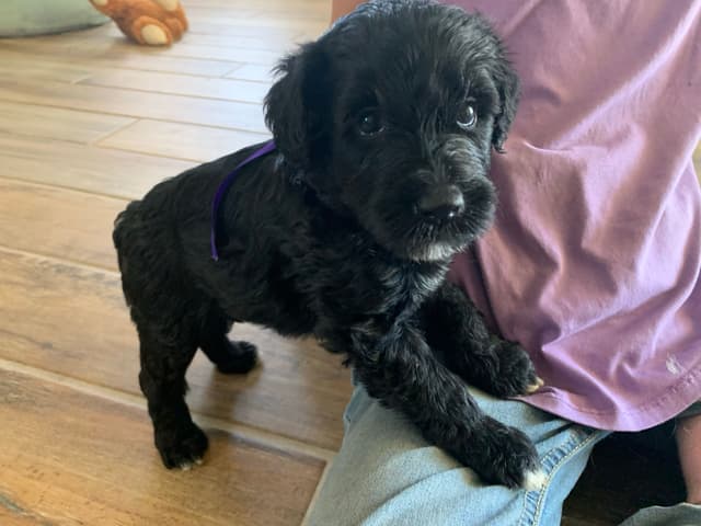Portuguese Water Dog Puppies seeking AZ & CA homes! media 3