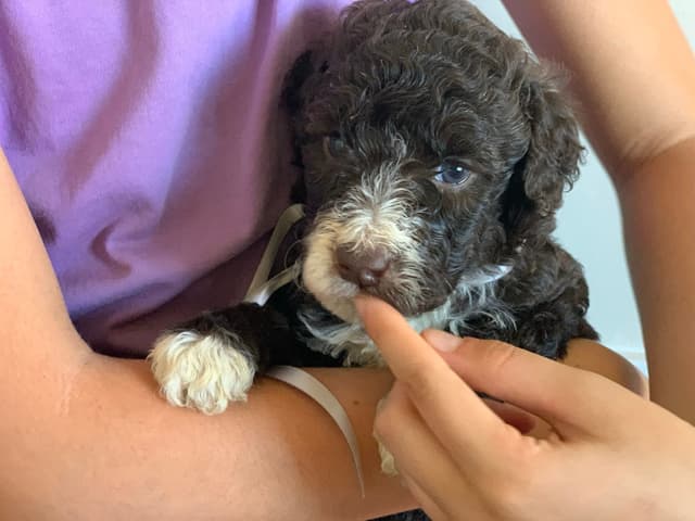 Portuguese Water Dog Puppies seeking AZ & CA homes! media 5