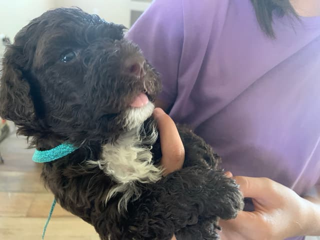Portuguese Water Dog Puppies seeking AZ & CA homes! media 2