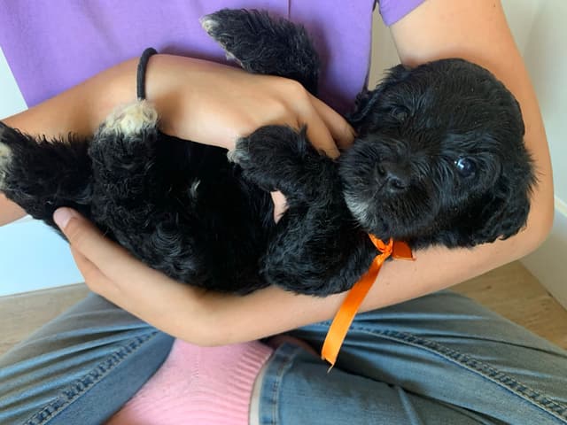 Portuguese Water Dog Puppies seeking AZ & CA homes! media 8