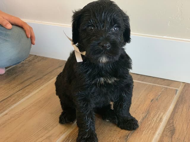 Portuguese Water Dog Puppies seeking AZ & CA homes! media 7