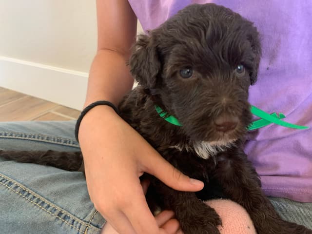 Portuguese Water Dog Puppies seeking AZ & CA homes! media 6