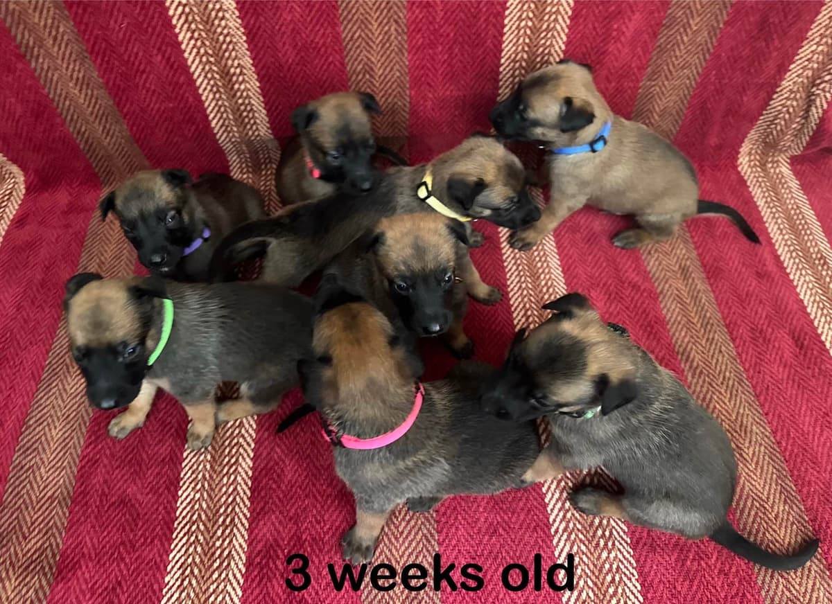 Belgian Malinois Puppies breeder image 1